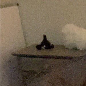 Meet your Posher, Ben